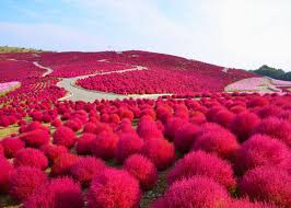 Maybe you would like to learn more about one of these? Taman Untuk Menikmati Bunga Mawar Di Musim Gugur Spot Terbaik Melihat Kochia Dan Bunga Kosmos Live Japan Jepang Perjalanan Dan Pariwisata Pemandu
