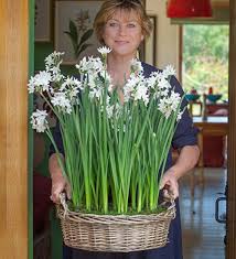 Narcissus Paperwhite Ziva For Forcing Potted Gift Set Paperwhites Narcissus Christmas Plants