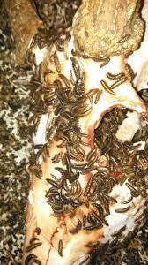 Home Bare Bones Inc Skull And Bones Dermestid Beetles Bare Bone