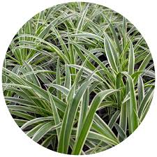 Image result for Chlorophytum