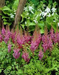 Bluhende Bodendecker Im Schatten 10 Pflegeleichte Arten Bodendecker Schattenpflanzen Blumensamen