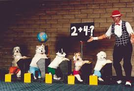 Popovich comedy pet theater was an animal act from season 2 of america's got talent. The World Famous Popovich Comedy Pet Theater A Show Featuring Gregory Popovich And His Pets That He Rescued From Animal Shelters To Perform At Ucla S Freud Playhouse Daily Bruin