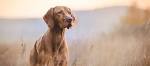 PuppyFind | Vizsla Puppies for Sale