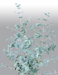 Silver drop is primarily grown for its foliage which is prized by florists and is also commonly used in dried arrangements. Eucalyptus Gunnii Silbertropfen E Blumen Weigelt Samen