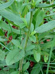 Image result for Nidorella auriculata