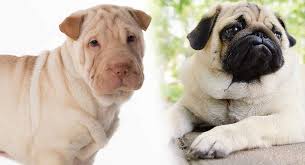 She's perky, playful and lots of fun! Ori Pei A Complete Guide To The Pug Shar Pei Mix