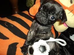 New york is a great state to find a large selection of puppies for sale. Boston Terrier Pug Puppy Forsale New York