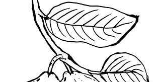 Gambar sketsa tanaman jambu biji. Buah Jambu Biji Contoh Gambar Mewarnai