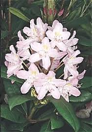 Rosebay Rhododendron Maximum Var Roseum Reddish In Bud Turning To Pink Flowers Late June After Other Hybri Monrovia Plants Showy Flowers Trees To Plant