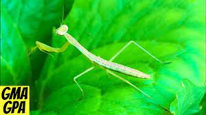 Check spelling or type a new query. We Raised Praying Mantises At Home A Fun Educational Project For Kids With Kit From Insect Lore Youtube