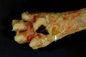 We did not find results for: Atypical Cowpox Virus Infection In A Series Of Cats Sciencedirect