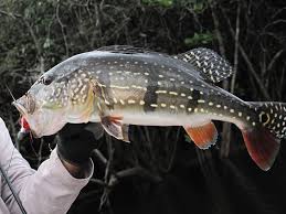 My favorite fishing trip so far. Amazon River Species River Plate Anglers