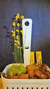 Image result for Utricularia  cornuta