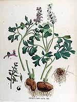 Image result for Corydalis mildbraedii