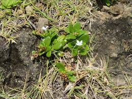 Image result for Oldenlandia geophila