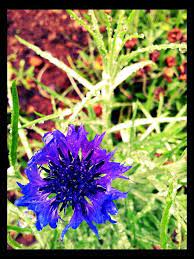 Cornflower Vegetable Garden Plants Cornflower