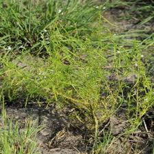 Image result for Cleome rubella