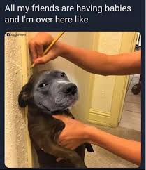 30 New Doggo Memes That Will Make Your Day Funny Dog Memes Funny Animals Cute Funny Animals