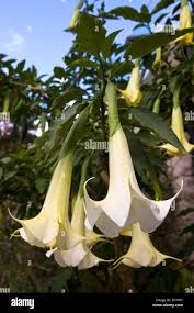 Image result for Brugmansia aurea