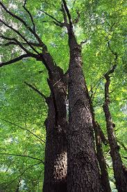 Image result for Prunus serotina