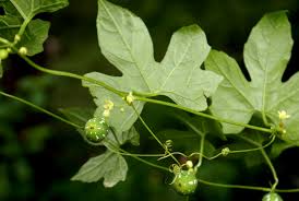 Image result for Diplocyclos