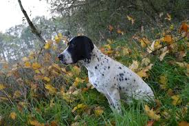 Image result for auvergneský ohař