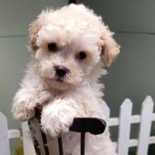 15 albion teddy bear puppies. Maltipoo Puppies For Sale Puppyspot Maltipoo Puppy Maltipoo Puppies For Sale Maltipoo Dog