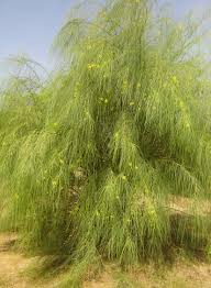Image result for Parkinsonia aculeata