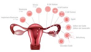 Eisprung mit ovulationstest vorhersagen wann ist der eisprung? Kinderwunsch Menschliche Fortpflanzung