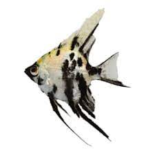 Maybe you would like to learn more about one of these? Buy Fish Online Betta Saltwater Aquarium Fish Petco