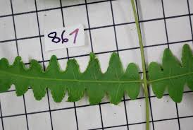 Image result for Blotiella