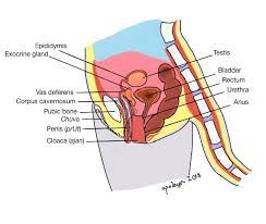 Loves And Stratagems Cardassian Reproductive Anatomy