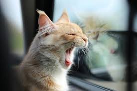 3 training your cat for car travel. Tips On How To Travel With Your Cat On The Bus Traveling With Your Cat