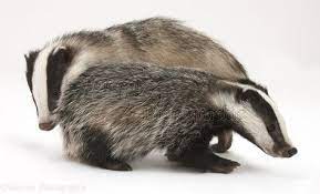 From that string pathitem returns the third entry as an integer. 110 Dax Ideen Dachse Tiere Wilde Tiere