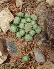 Image result for Gutenbergia polycephala