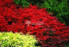 Euonymus Alatus Fireball Fusain Aile Burning Bush Nos Vegetaux Jardin2m Euonymus Alatus Fall Plants Burning Bush