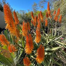 Image result for Aloe canis