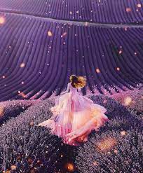 Gambar gambar bunga lavender di bawah ini kami kami ambil dari berbagai situs yang ada di internet. Menakjubkan 30 Gambar Bunga Lavender Cantik Koleksi Bunga Hd