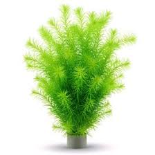 Image result for Mayaca