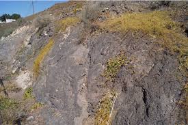 Image result for Commicarpus helenae