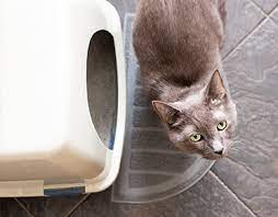 Votre Chat Et Sa Litiere Mondou