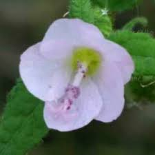 Image result for Pavonia clathrata