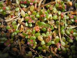 Image result for Elatinaceae