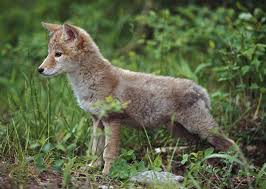 Wildlife Viewing In The Great Smoky Mountains Animals Beautiful Cute Funny Animals Cute Baby Animals