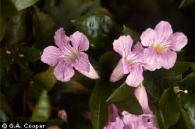 Image result for Bignonia