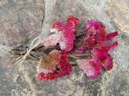 Dried Pink Celosia Crested Celosia Cockscomb Celosia Dried Flower Arrangements Dried Flo Dried Flower Arrangements Dried Flower Bouquet Flower Arrangements