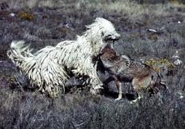 Komondor Wikipedia The Free Encyclopedia Livestock Guardian Dog Livestock Guardian Komondor Dog