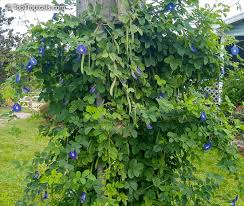 Image result for Clitoria ternatea
