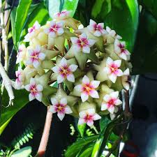 Image result for hoya plant flower