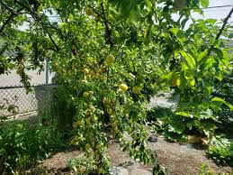 Apple trees are extremely popular to plant because of their value as nutritious snacks. Vancouver Fruit Tree Project